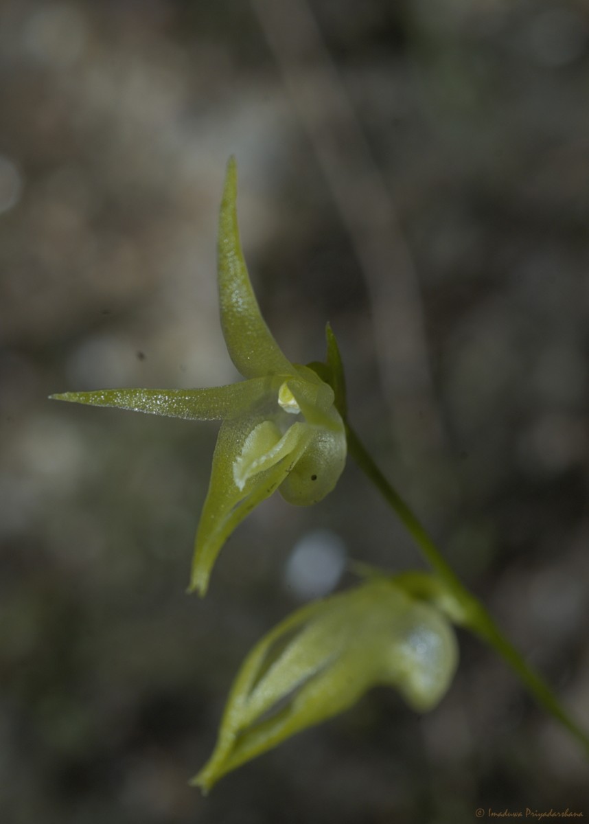 Porpax oblonga (Trimen ex Hook.f.) Schuit.